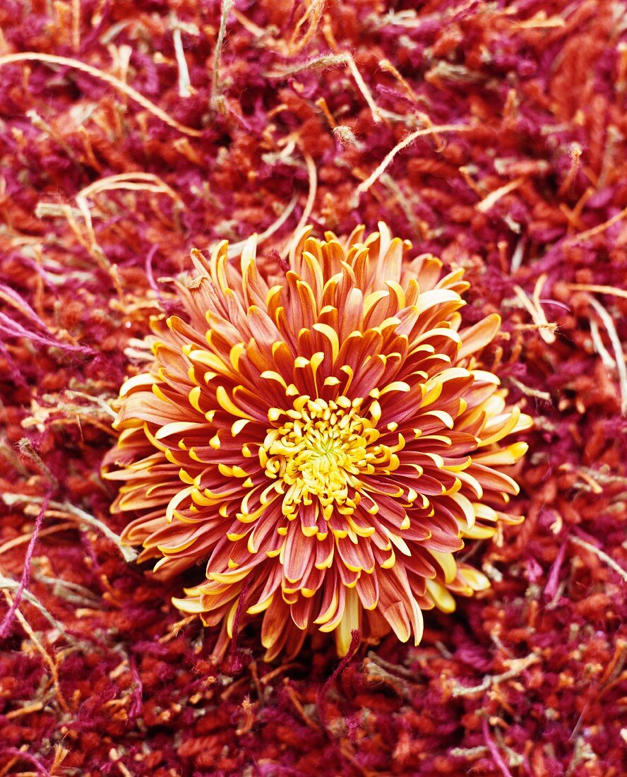 Orangefarbene Blüte auf passendem Wollteppich