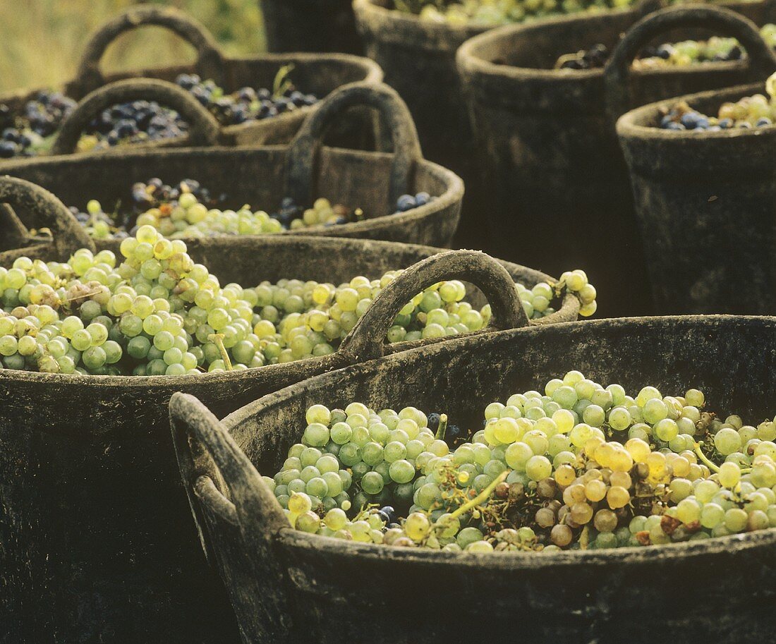 Weintrauben in Bottichen des Gutes Ribera Duero in Spanien