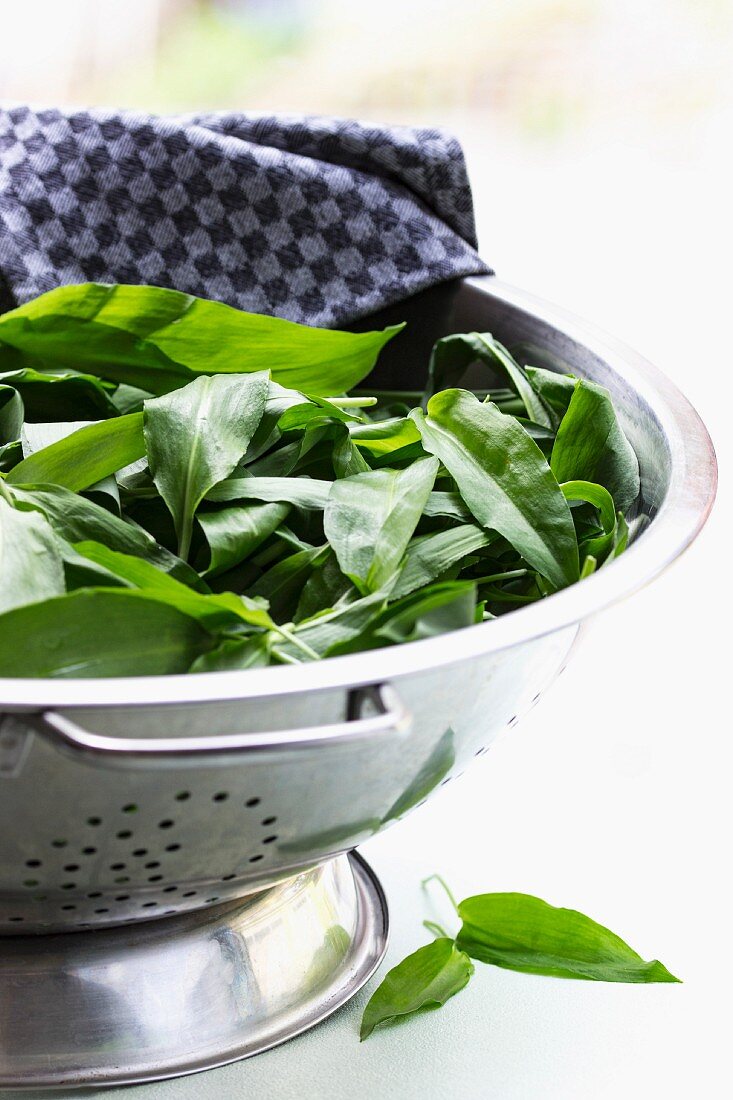 Fresh wild garlic in a colander for washing on a white surface