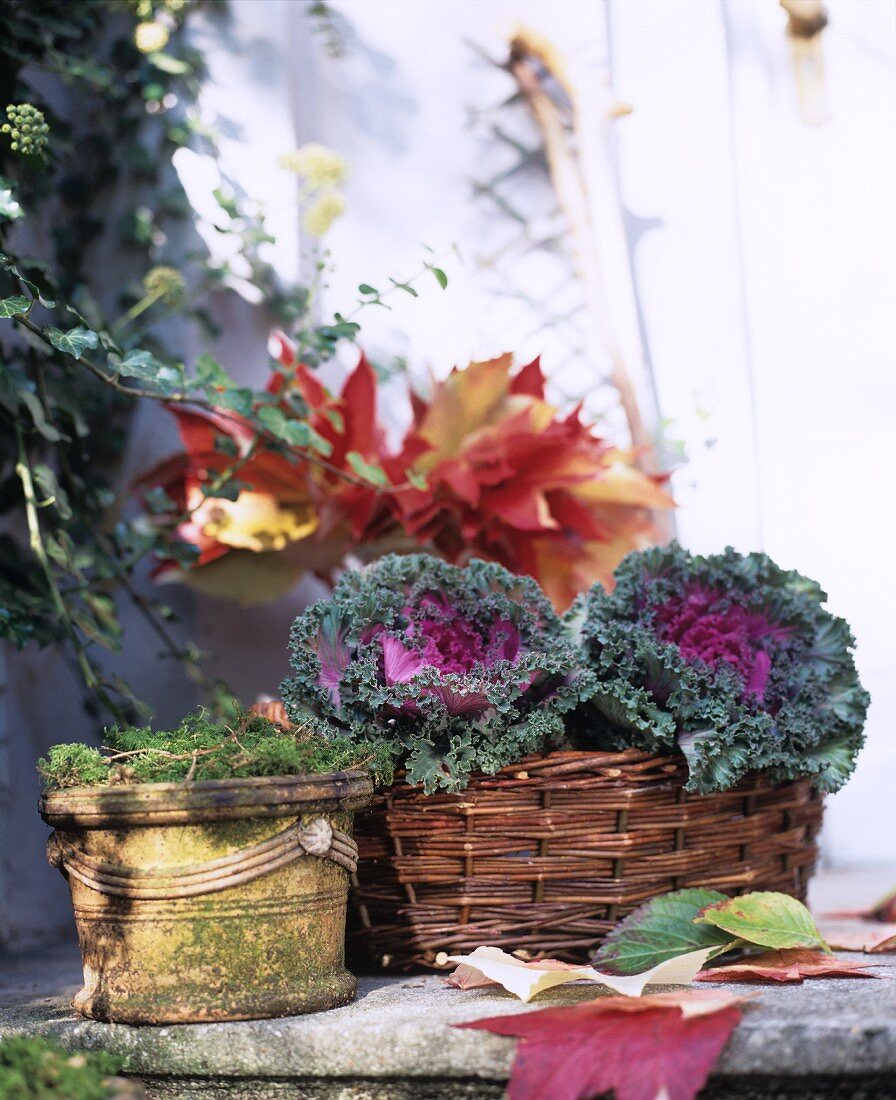 Herbstdeko mit buntem Laub und violettem Zierkohl im Korb