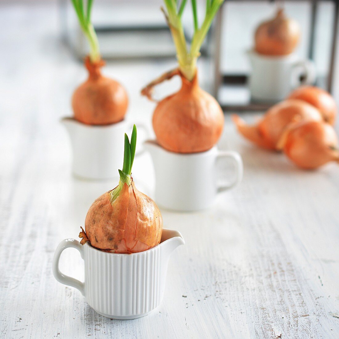 Chives sprouting from onions with no soil just a container of water