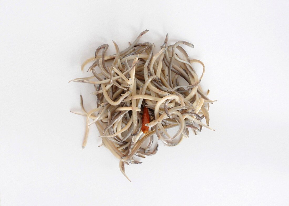 Glass eels on a white surface