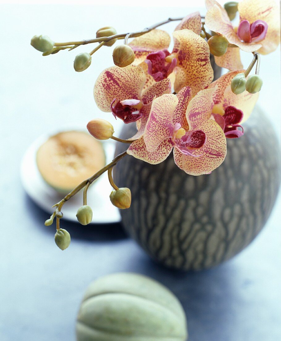 Orchideenzweig in einer gemaserten Vase neben zwei Melonen