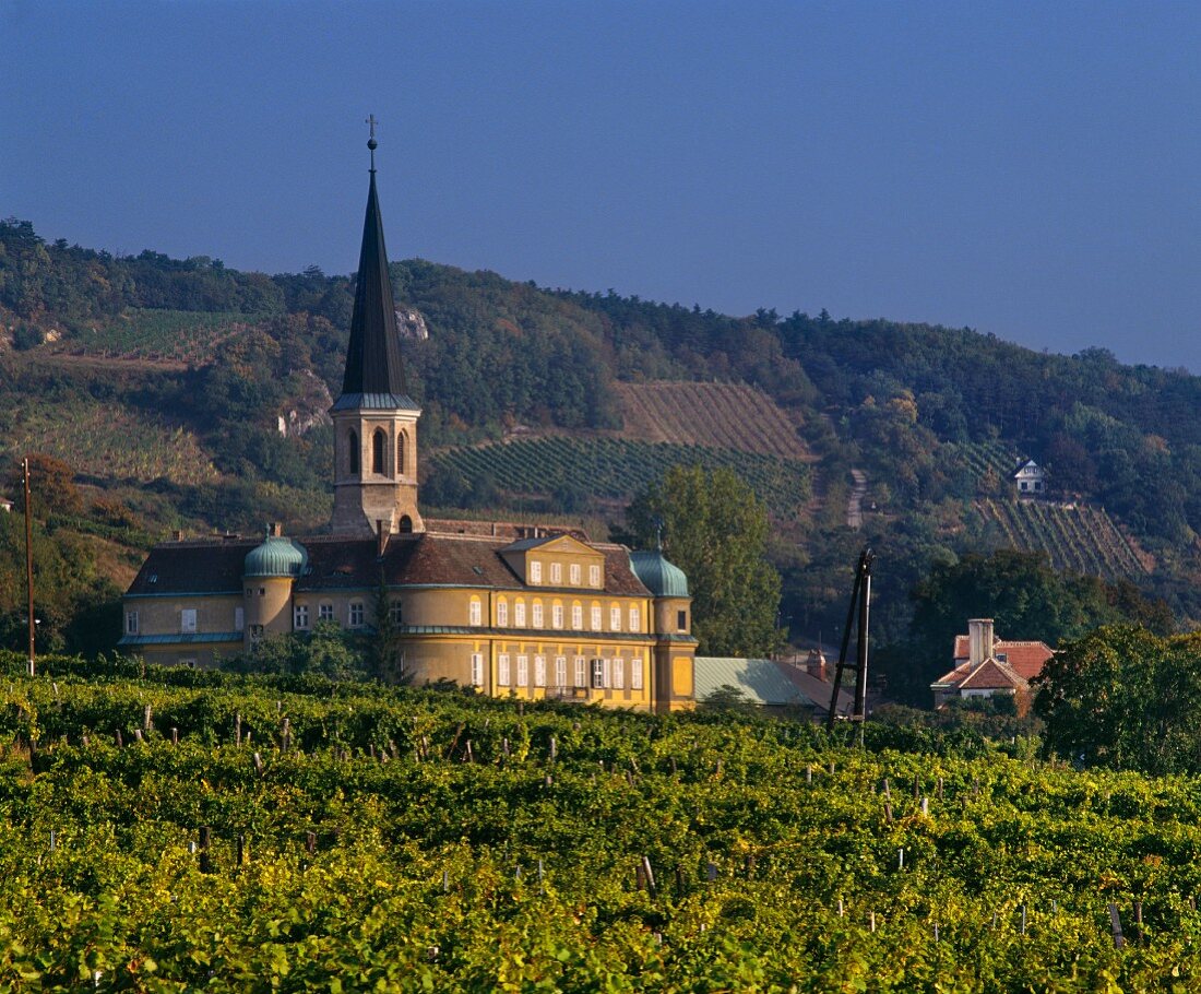 Österreichisches Weingut bei Gumpoldskirchen südlich von Wien