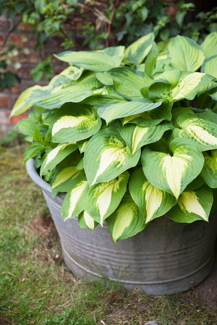 Funkien in einer alten Zinkwanne im Garten