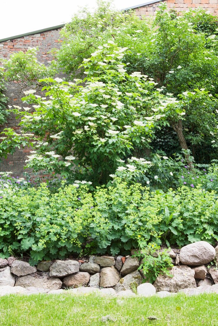 Lady's mantel and elder bush in flowerbed edged by low drystone wall