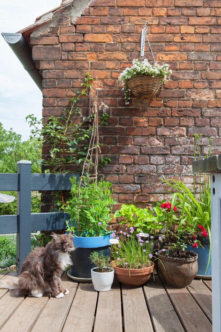 Cat sitting in front of potted plants on summery terrace