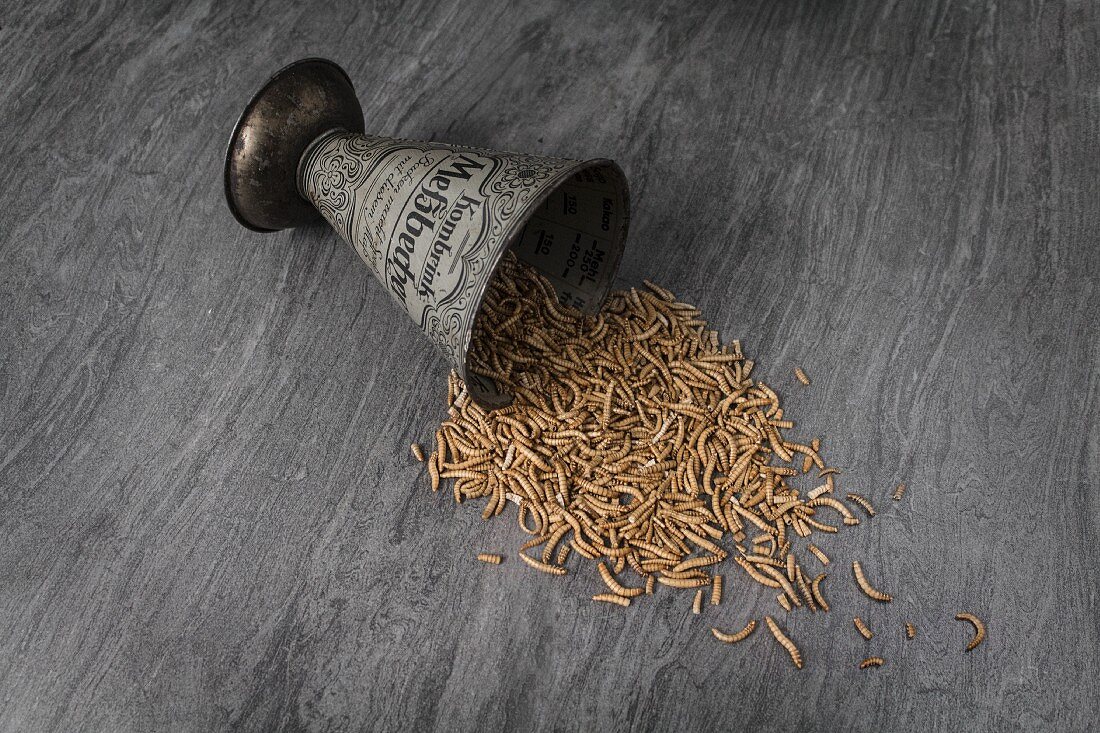 Meal worms falling from a small metal cup