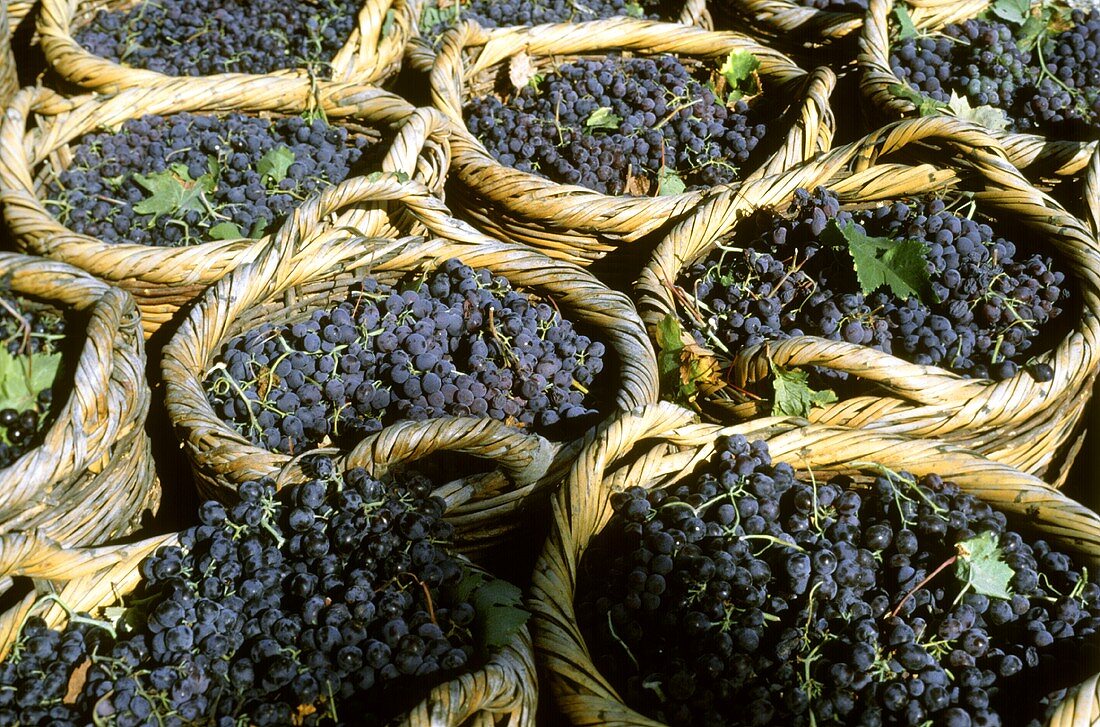 Körbe mit Rotweintrauben nach der Weinlese auf Zypern