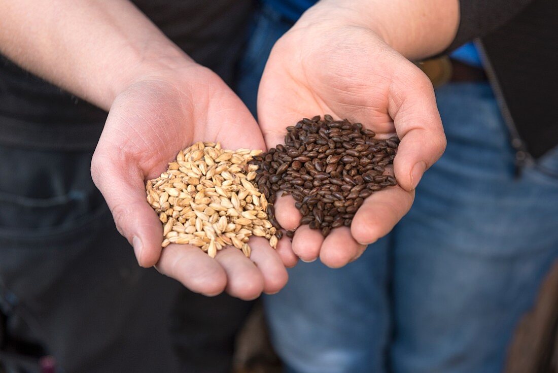 Hands holding two types of malt