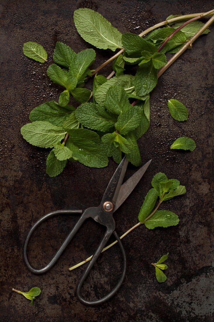 Fresh mint with herb scissors