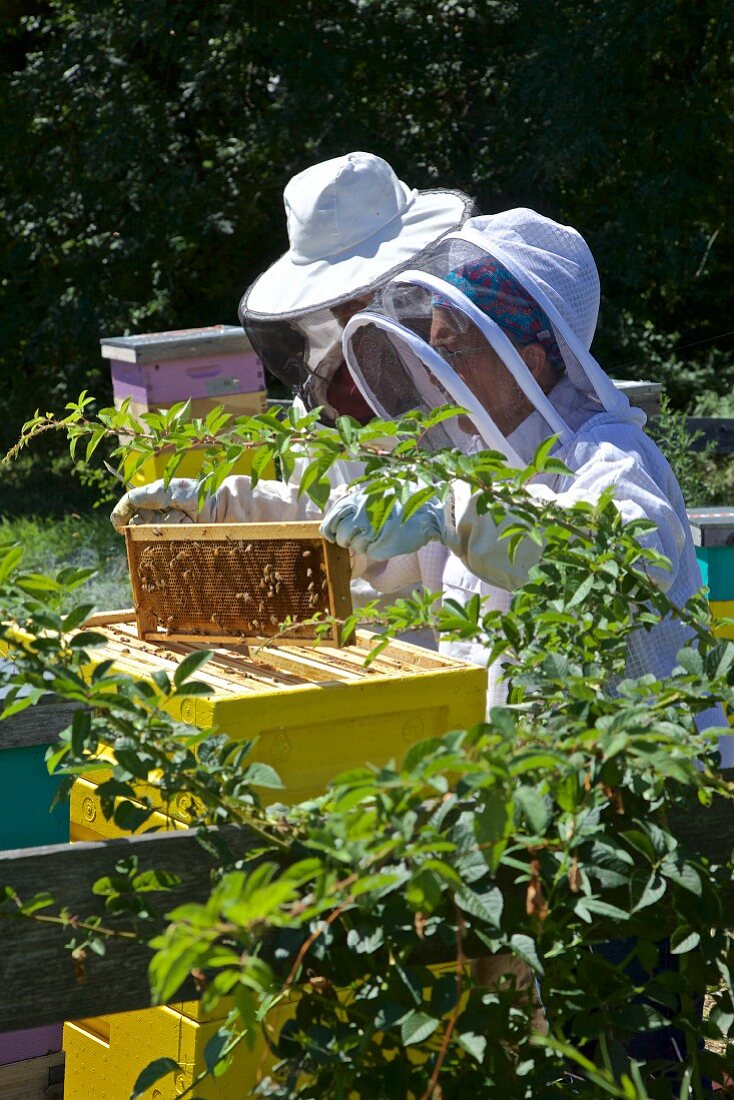 Beekeeper at work