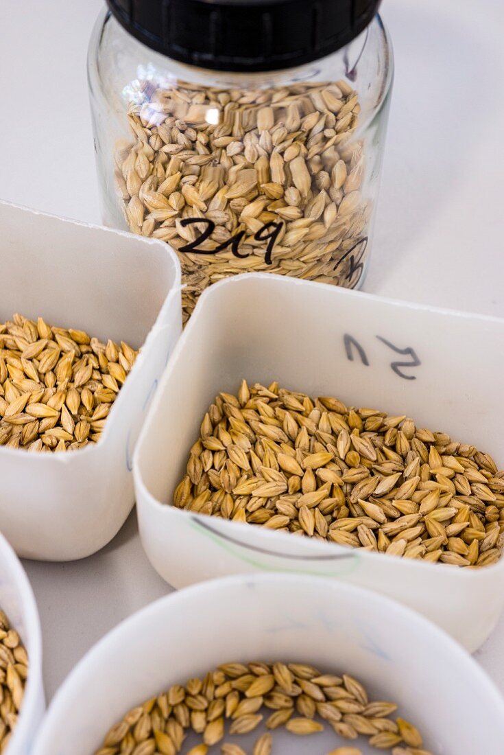 Beer being made: different types of barley in the Weihenstephan research centre, Bavaria, Germany