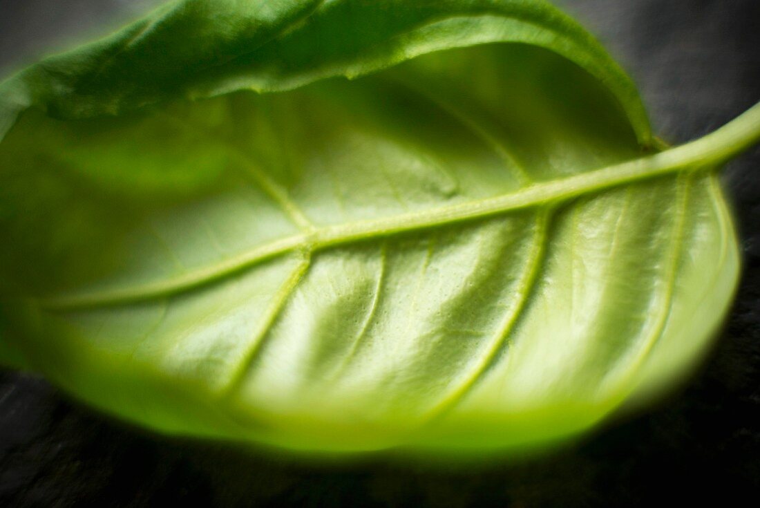 A close up of a basil leaf