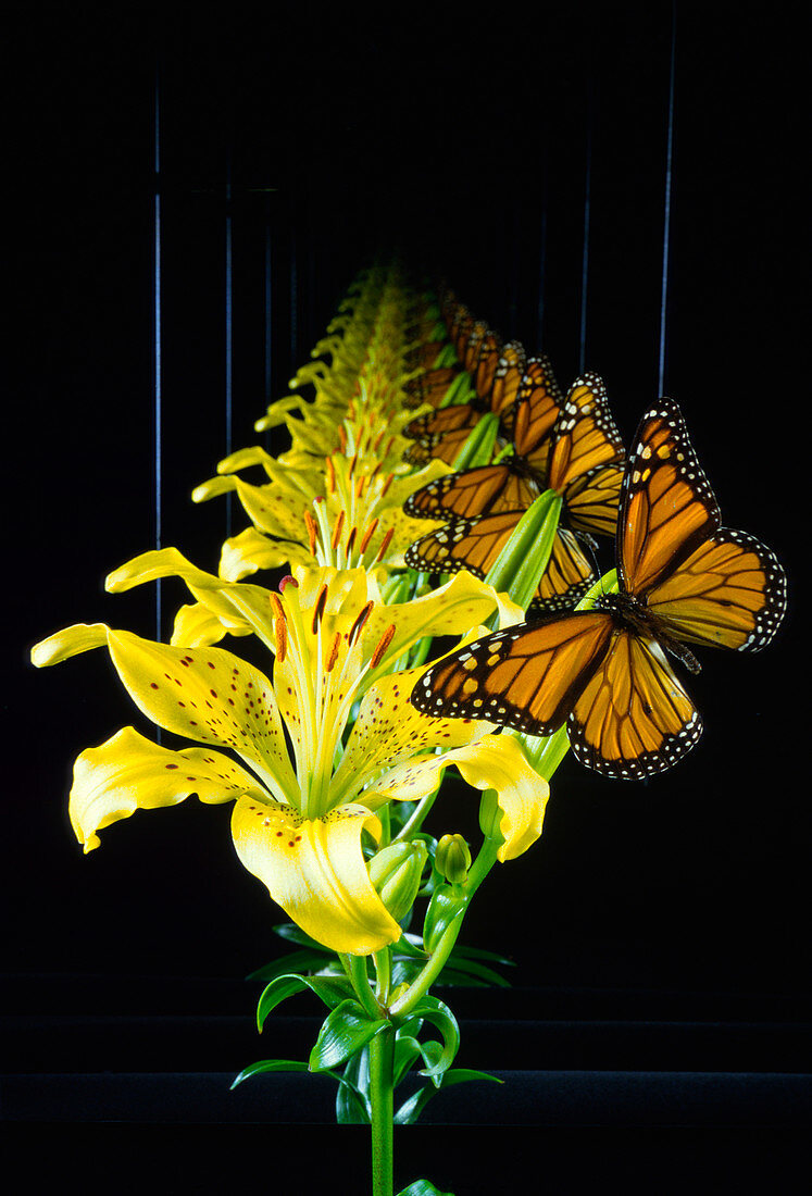 Infinite images of butterfly and lily