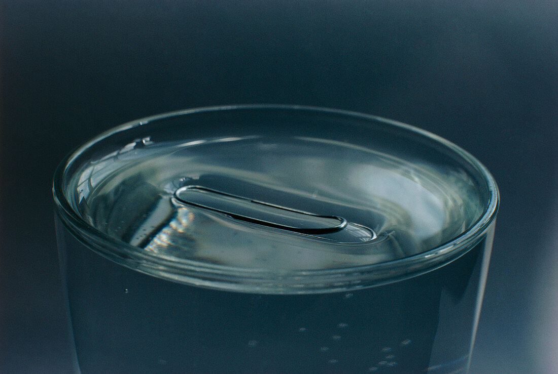 Paper clip floating on surface of water