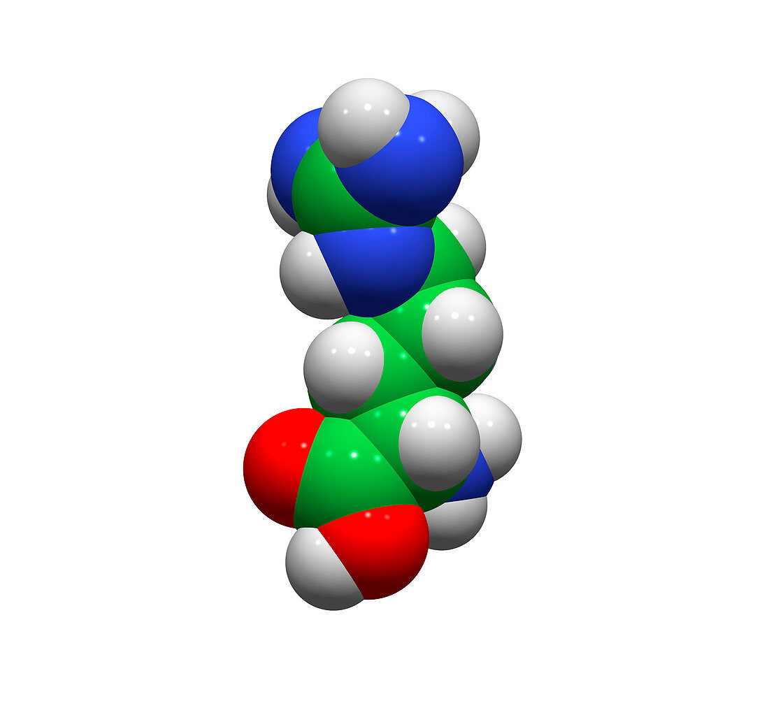 Arginine molecule