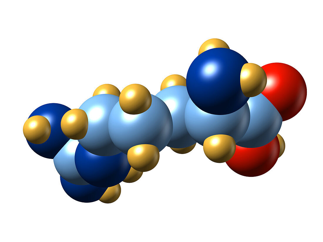 Arginine,molecular model