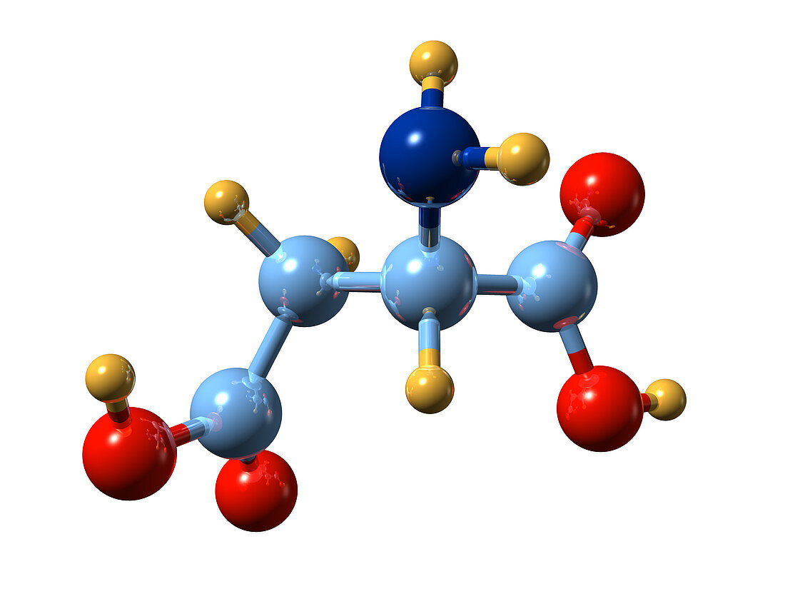 Aspartic acid,molecular model
