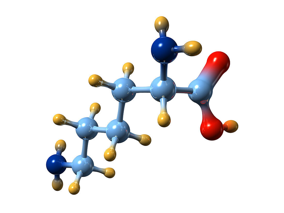 Lysine,molecular model
