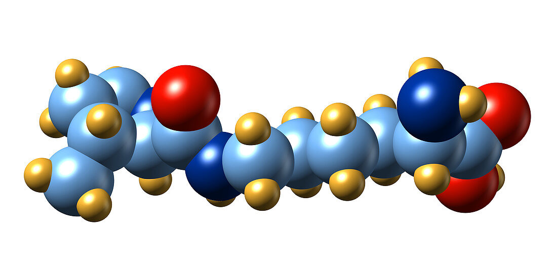 Pyrrolysine,molecular model