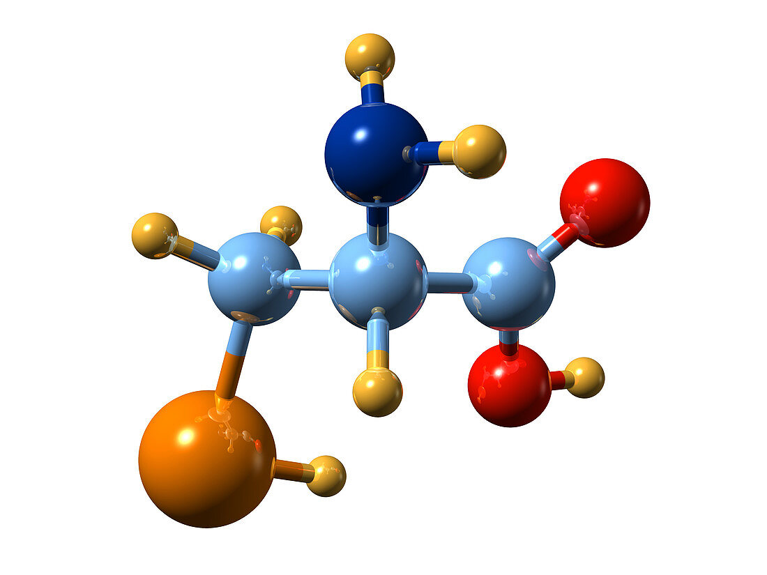 Selenocysteine,molecular model