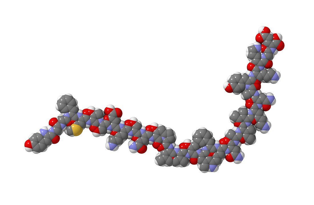 Beta-endorphin molecule