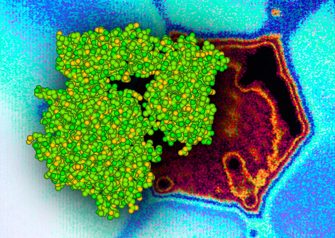 Viral enzyme neur- aminidase on flu virus