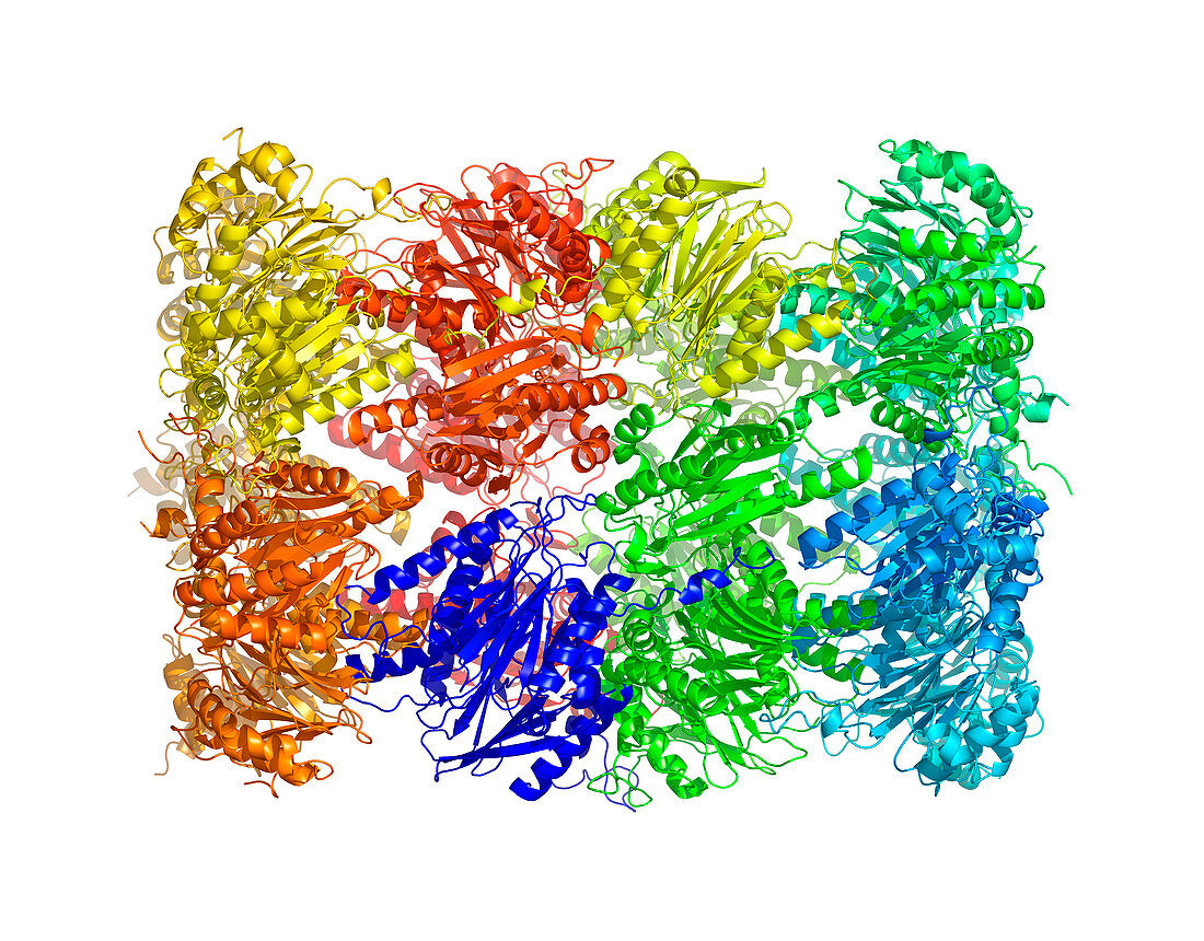 Yeast enzyme,molecular model