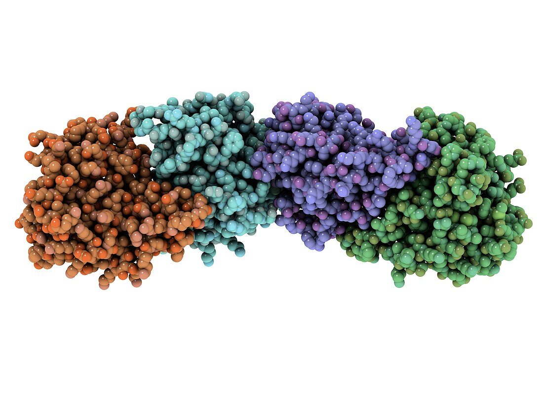 RNA-editing enzyme,molecular model