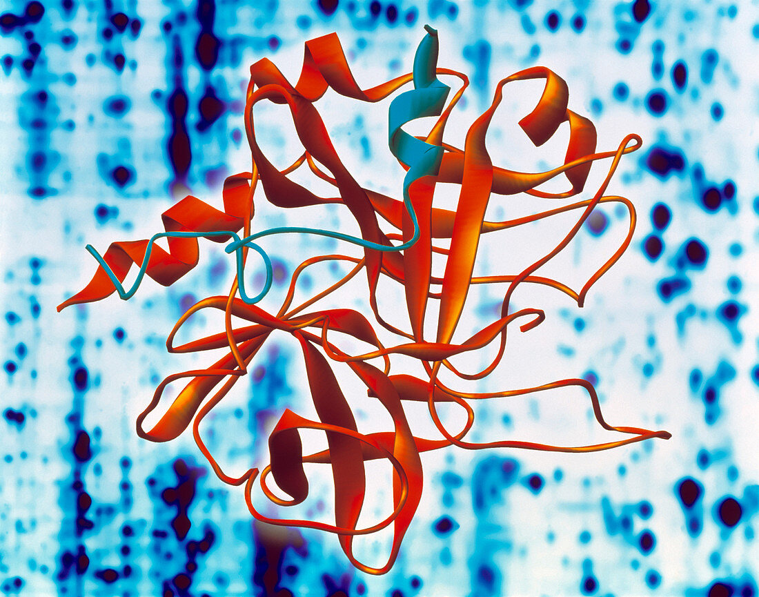 Thrombin protein