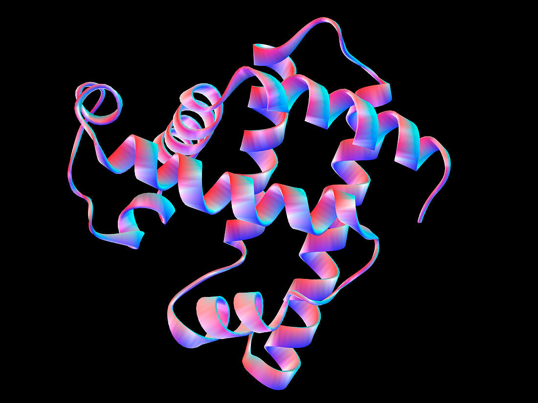 Myoglobin protein