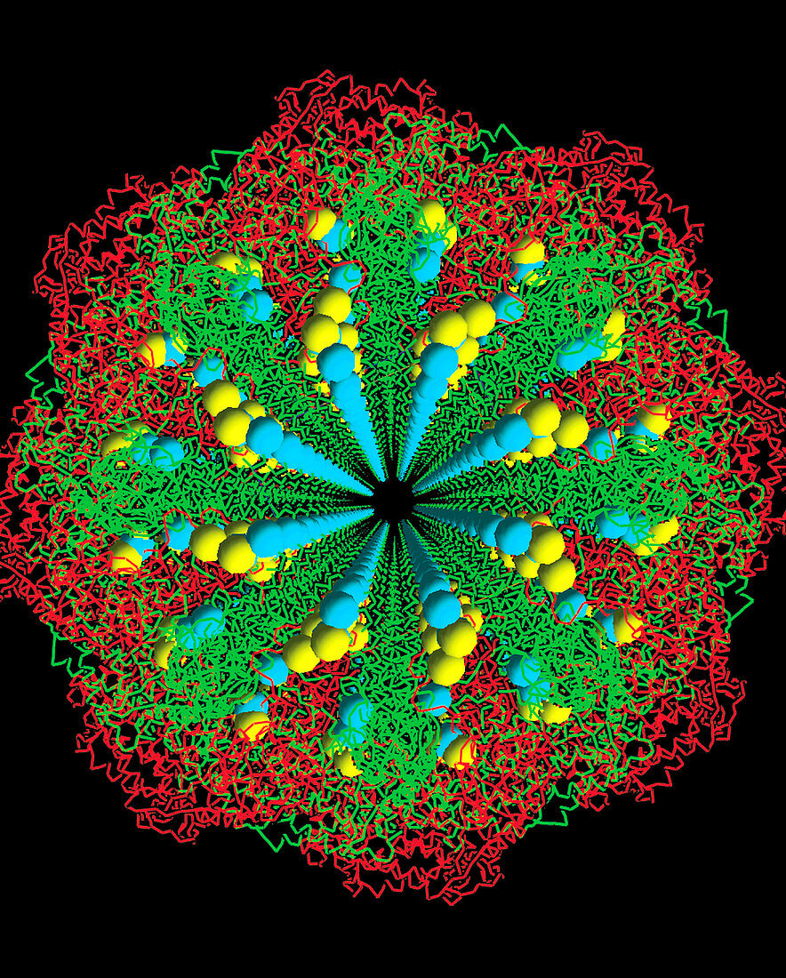 Protein nanotube