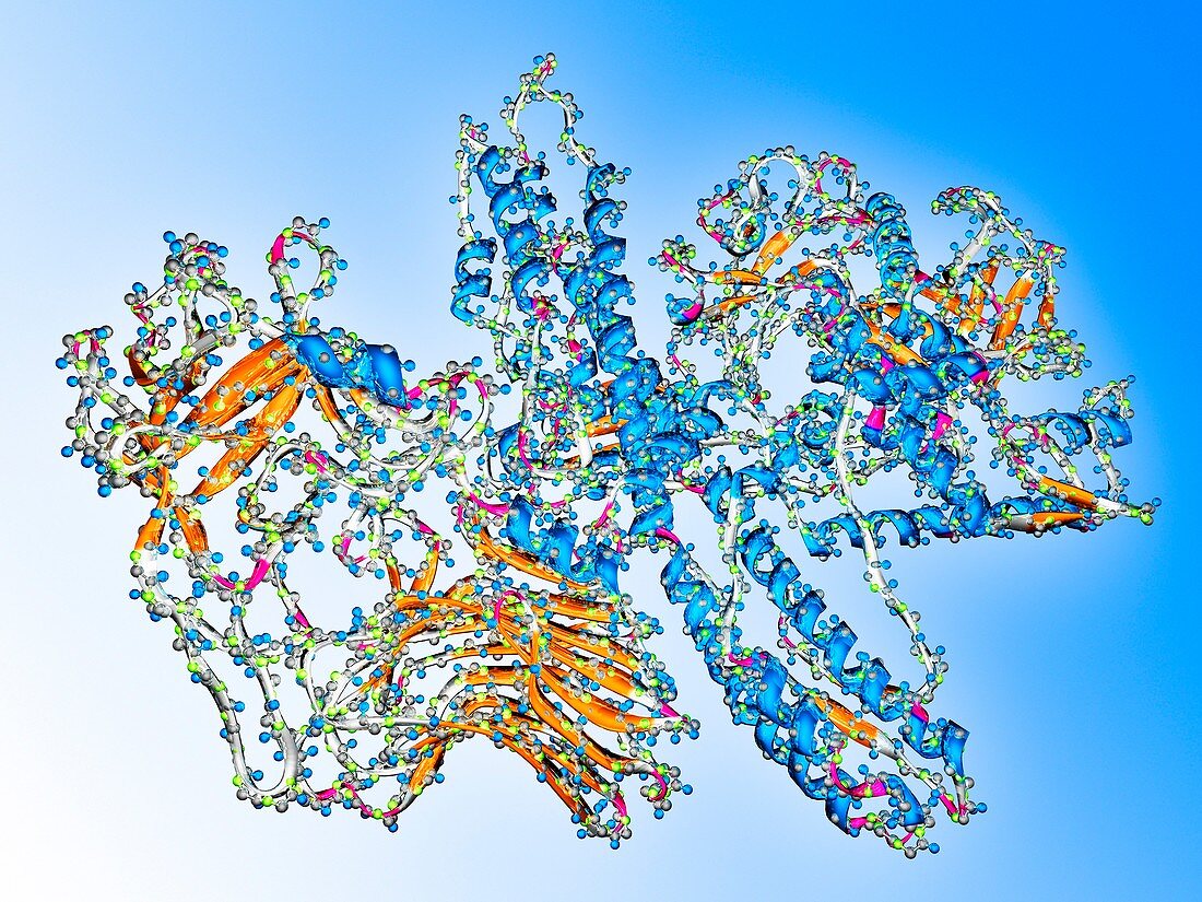 Botulinum toxin