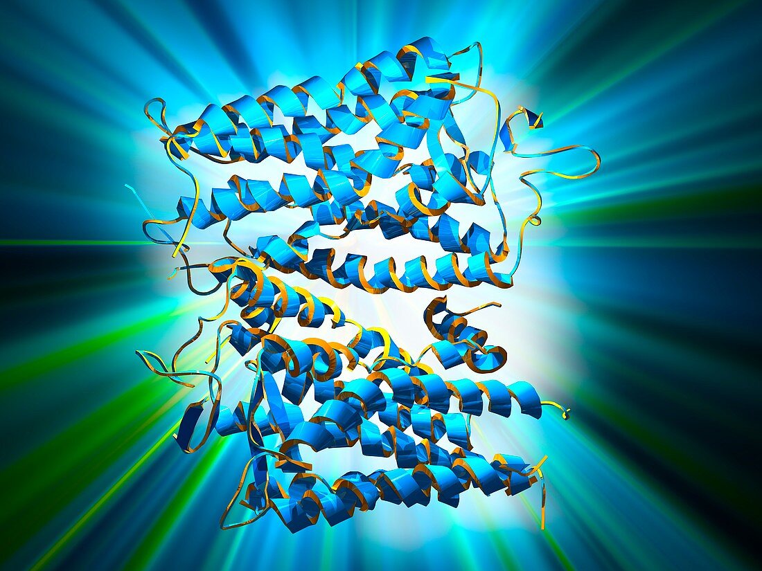 Rhodopsin protein molecule