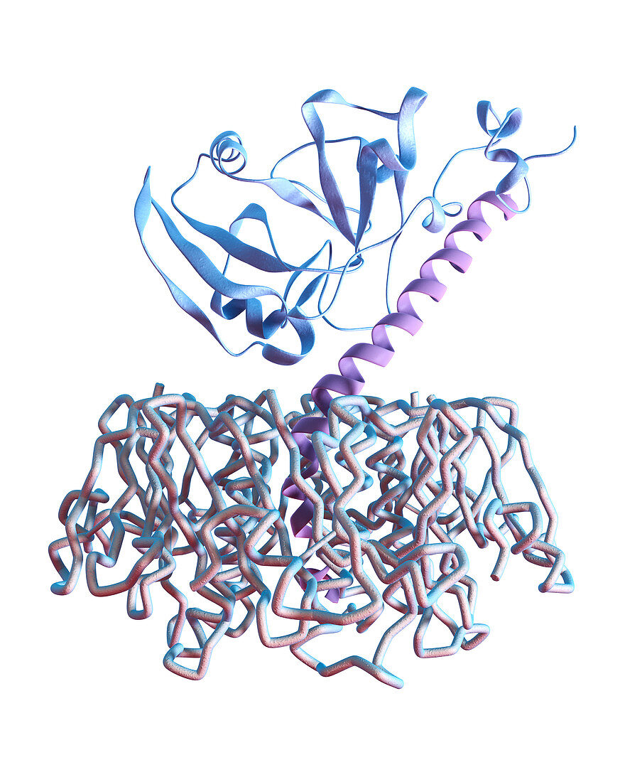 Cholera toxin