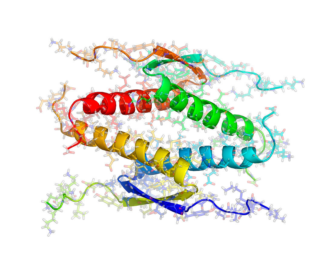 Anti-cancer protein p53