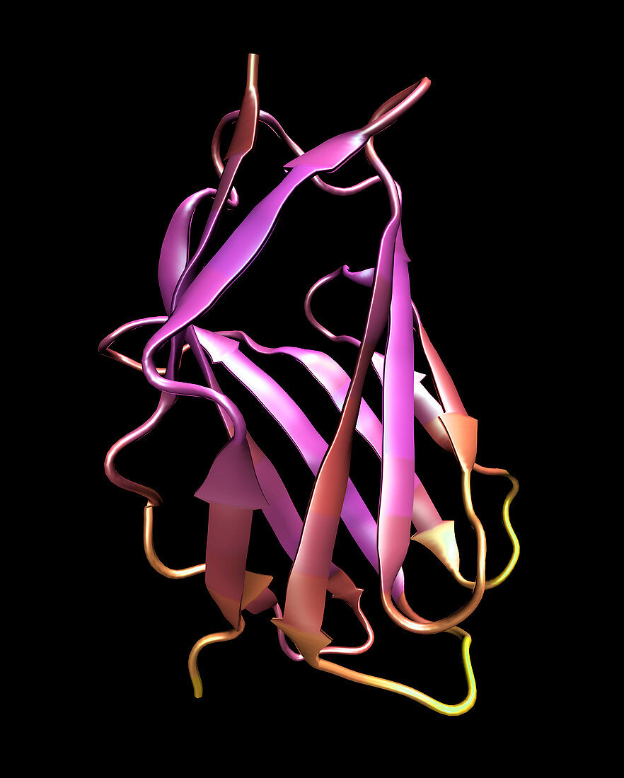 Cd28 antigen molecule