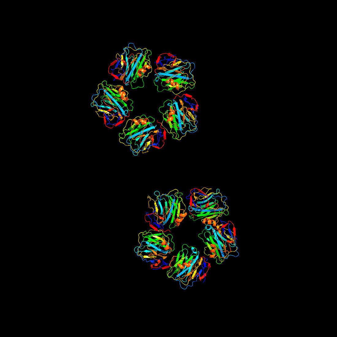 C-reactive protein,molecular models