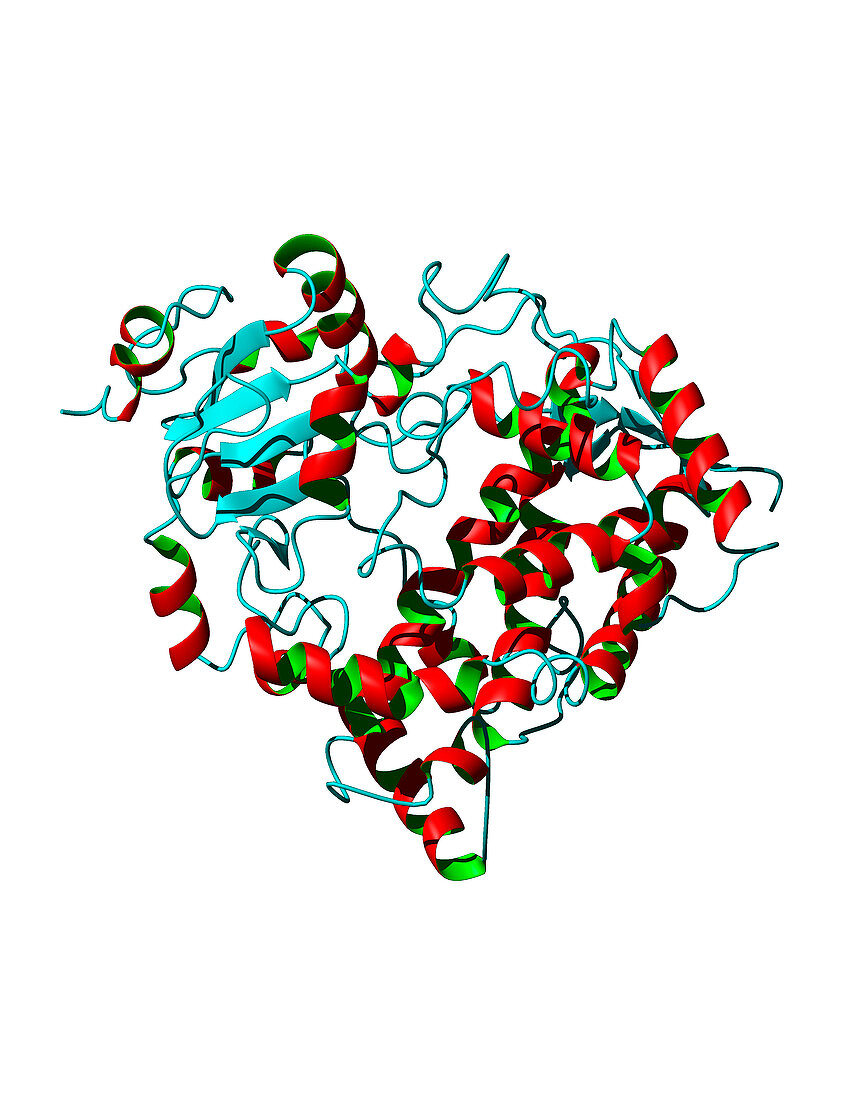 Cytochrome P450 protein,molecular model