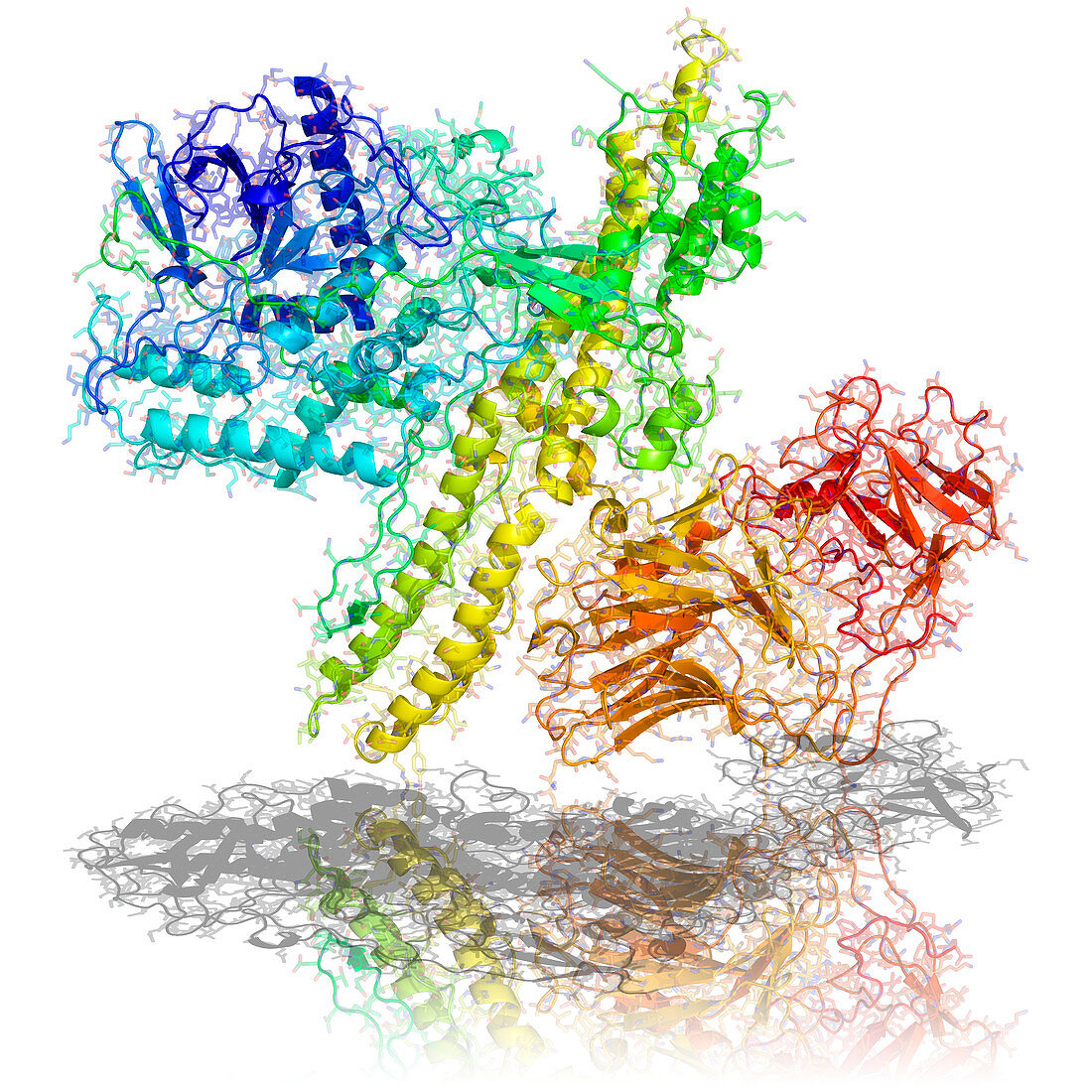 Botulinum toxin A,molecular model