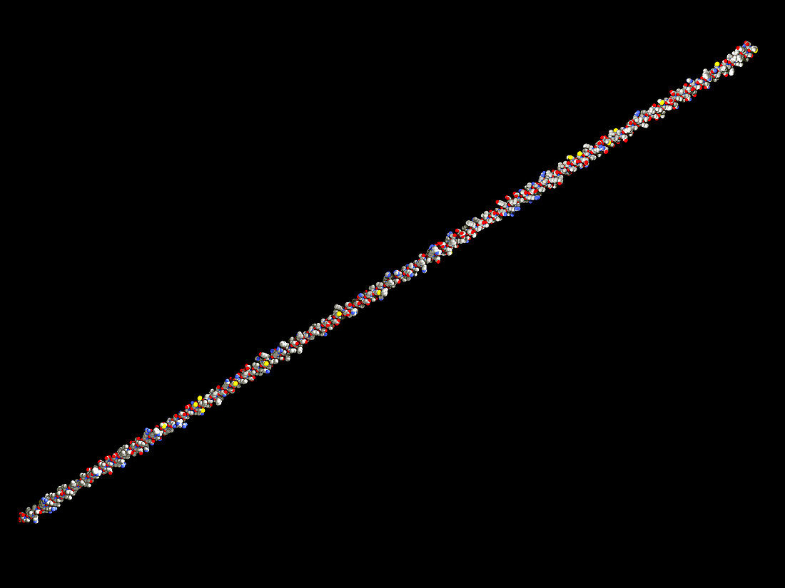 ZP3 glycoprotein molecule