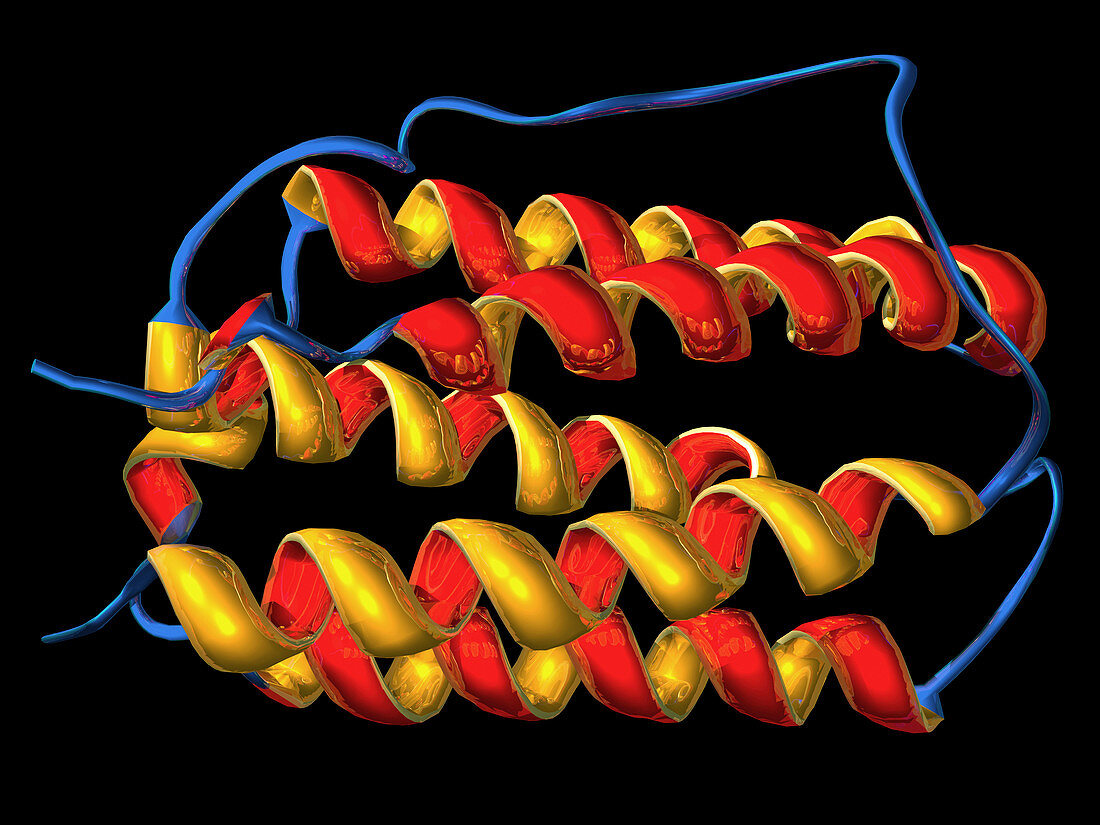 Interferon,molecular model