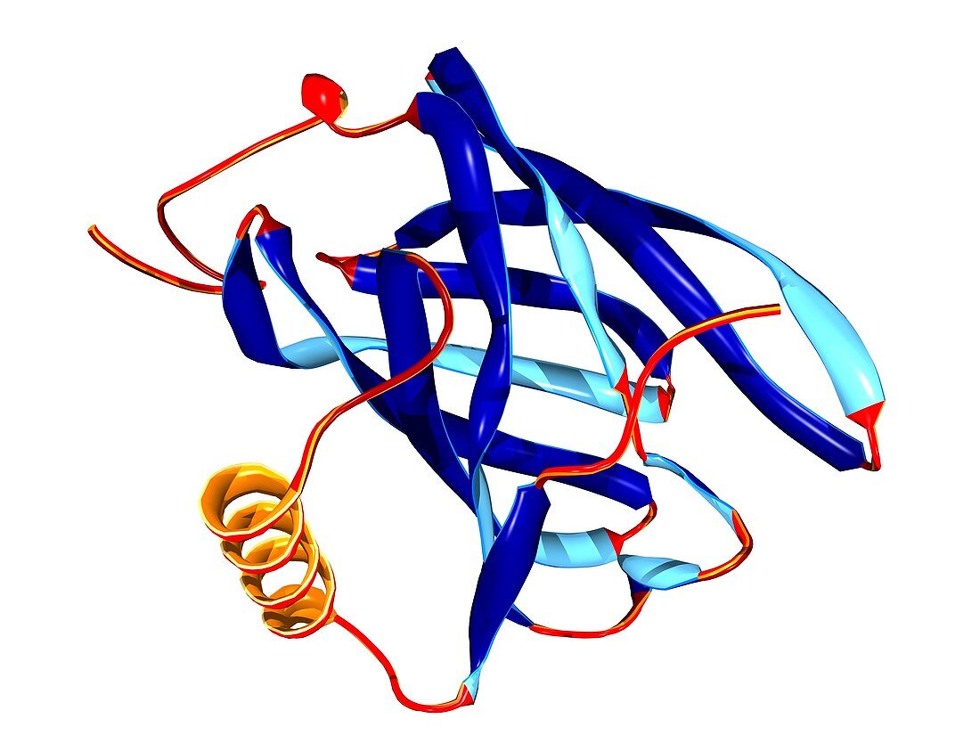 Mouse urinary protein,molecular model