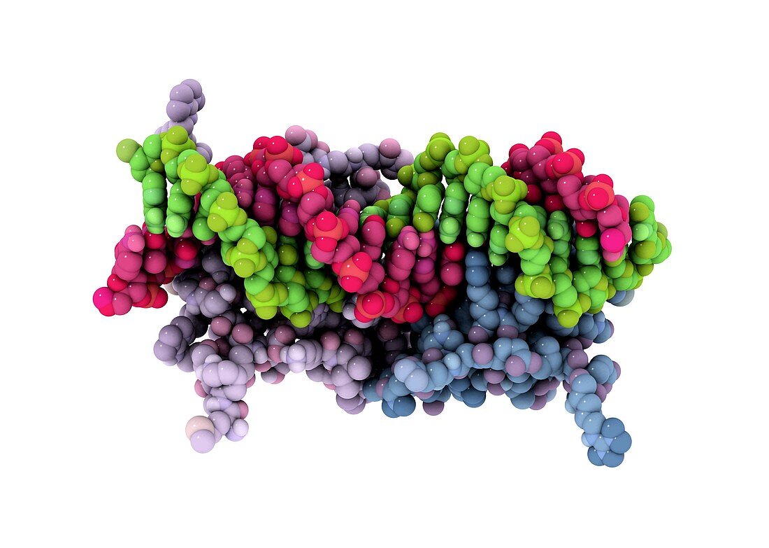 Transcription factor and DNA molecule