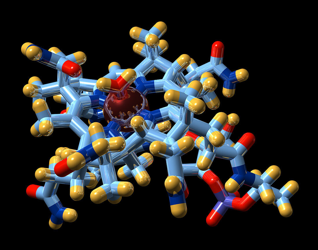 Vitamin B12,molecular model