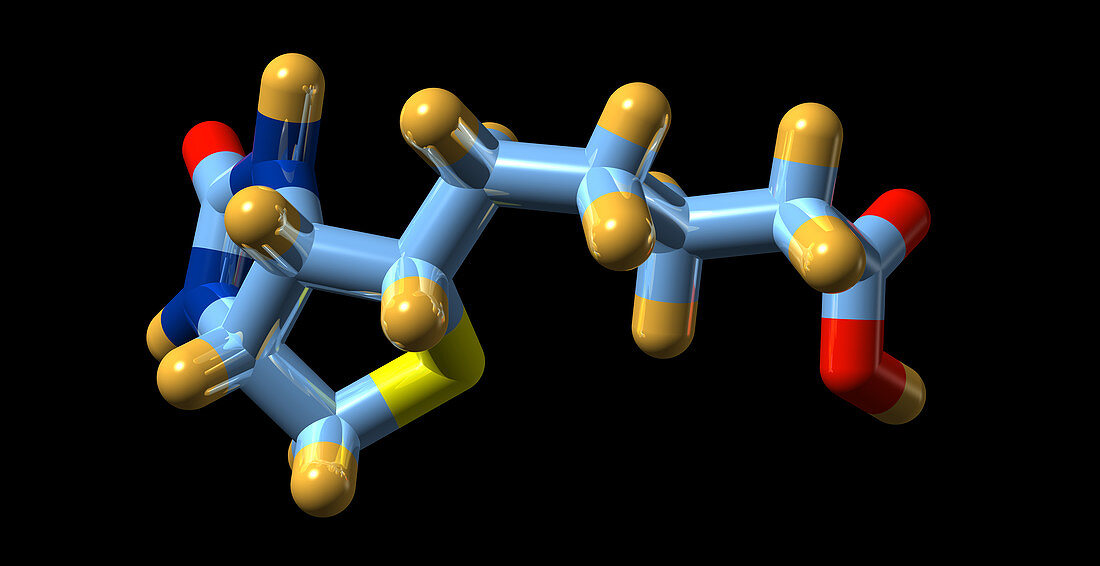 Vitamin B7,molecular model