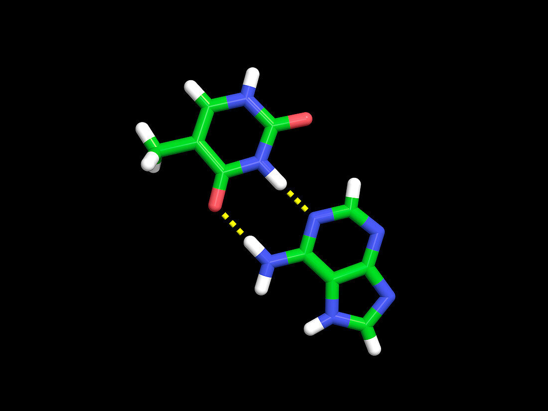 Adenine-thymine base pair