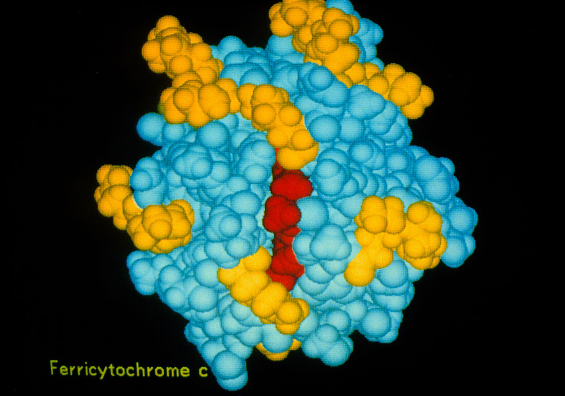 Molecular structure of Ferricytochrome C