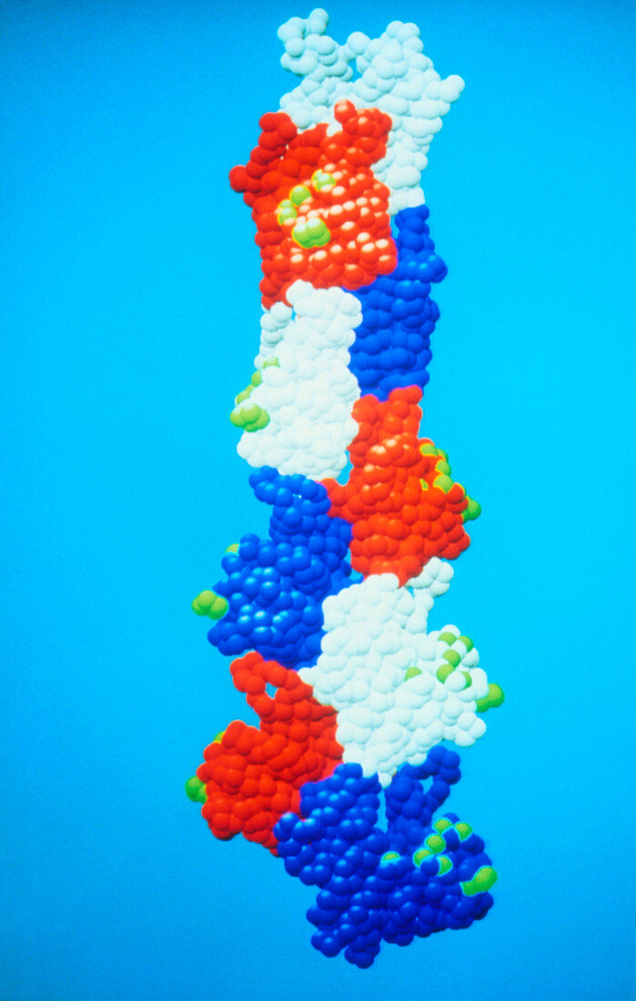 Model of the protein actin